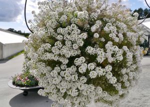 Lobularia maritima, ofte kalt Alyssum, som var et tidligere navn. Norsk navn Silkedodre