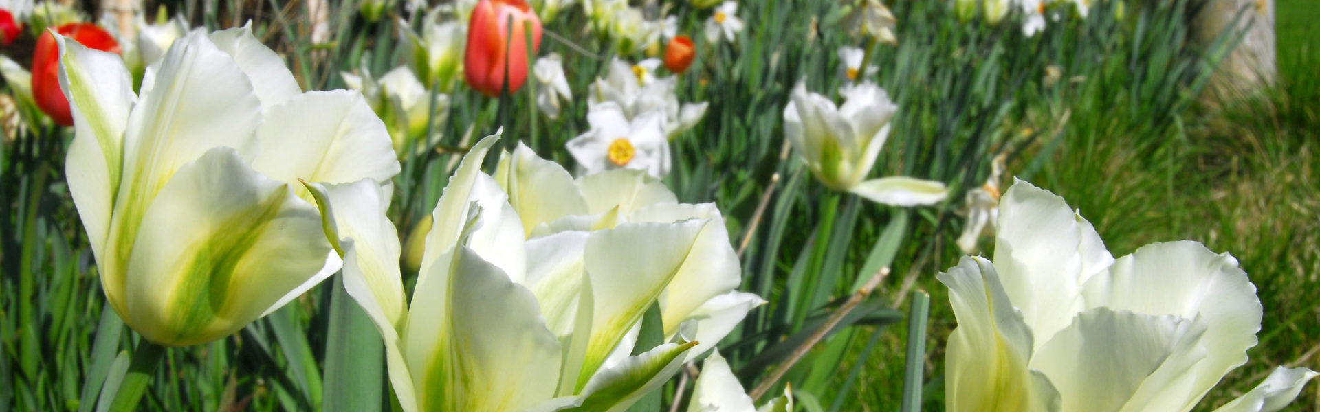 Hva skal man gjøre når påskeliljer, tulipaner og liljer er ferdige med å blomstre?