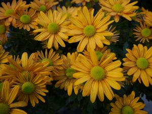 Krysantemum