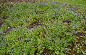 Lungeurt, Pulmonaria