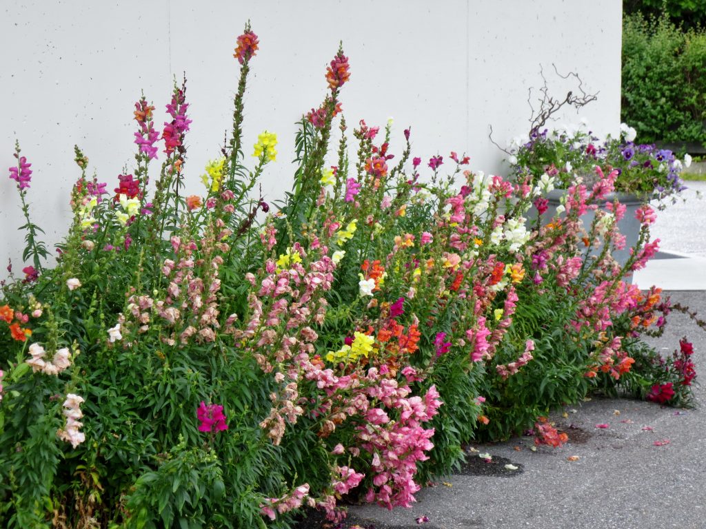 L vemunn OBP Opplysningskontoret For Blomster Og Planter L vemunn OBP Opplysningskontoret For Blomster Og Planter