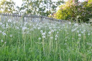 Løvetann og annet ugress i engen