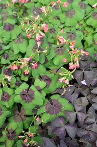 Lykkekløver, prydkløver eller Trifolium - samme plante, mange navn