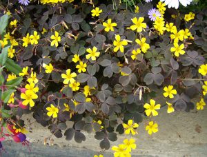 Lykkekløver, prydkløver eller Trifolium - samme plante, mange navn