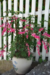 Løytnantshjerte, Lamprocapnos spectabilis, i krukke