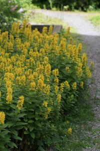 Lysimachia, fredløs