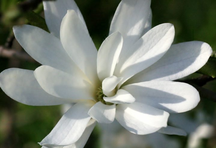 Magnolia med hvite blomster