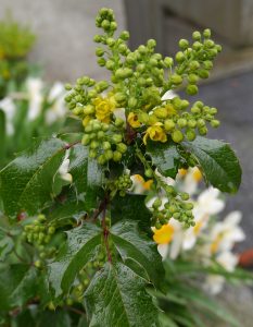 Mahonia aquifloium