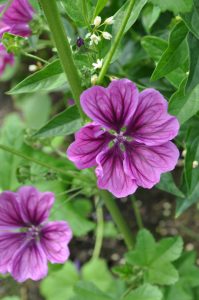 Malva
