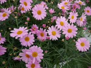 Margeritter