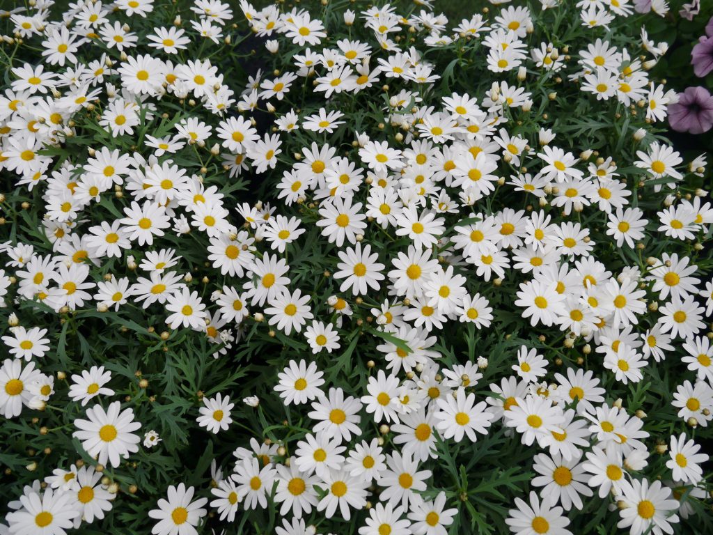 Hvite margeritter | OBP - Opplysningskontoret for blomster og planter