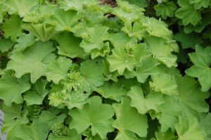 Marikåpe, Alchemilla