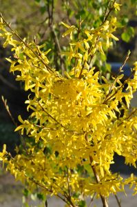 Gullbusk, Forsythia
