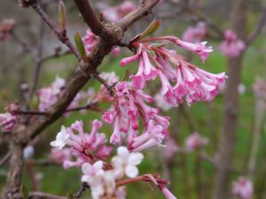 Marskrossved, Viburnum farreri