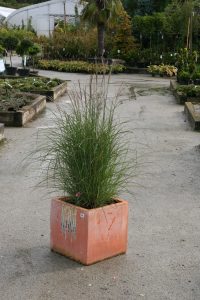 Silkegras Miscanthuss Yaku Jima