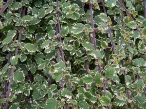 Møllplante, Plectranthus coleoides
