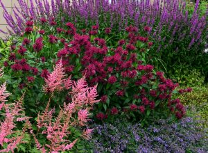 Monarda - hestemynte, i selskap med andre flotte stauder