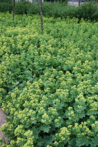 Marikåpe, Alchemilla