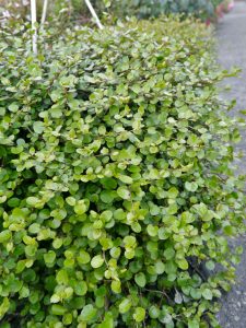 Muehlenbeckia, pletter i luften