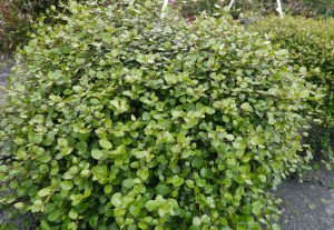Muehlenbeckia sommerplante