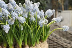 Vårlige perleblomster