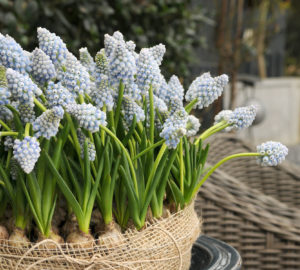 Vårlige perleblomster