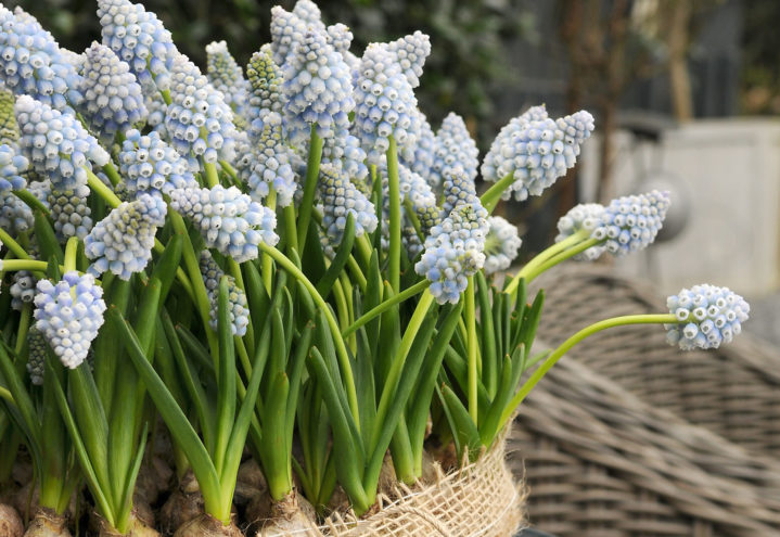 Vårlige perleblomster