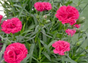Nellik, Dianthus