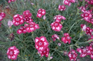 Nellik, Dianthus