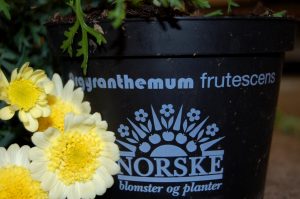 Norskmerket på potte med Argeranthemum