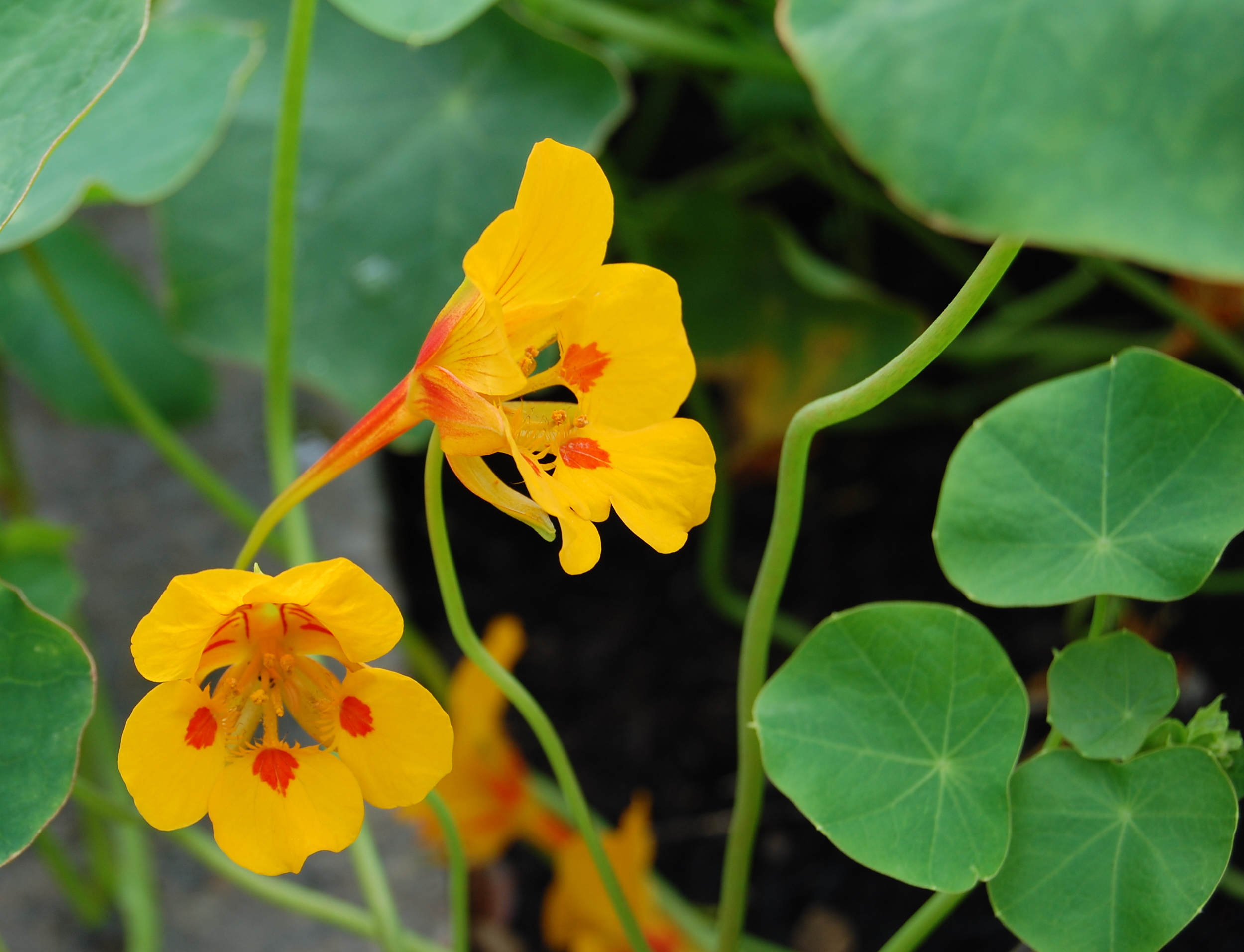Nærbilde blomkarse | OBP - Opplysningskontoret for blomster og planter