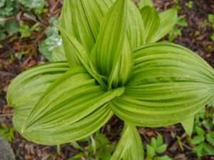 Nyserot, Veratrum album