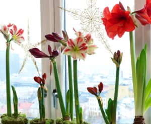 Amaryllis til jul i vinduskarmen