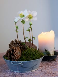 Helleborus, juleroser