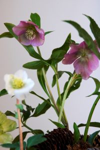 Helleborus, juleroser
