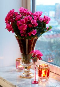Juleglede, julebegonia