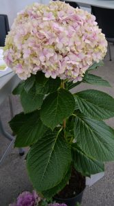 oppstammet hortensia