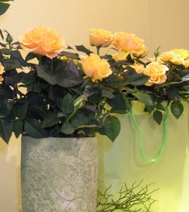 Oransje potterose