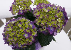 Hortensia i lilla og grønt