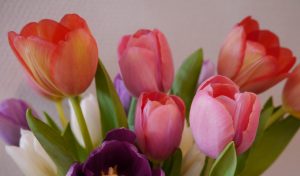 Tulipan