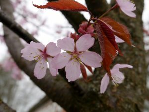 Prunus, blomst av prydkirsebær