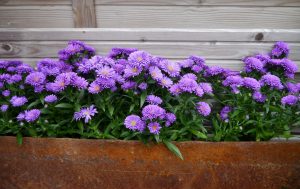 Lilla aster i rusten kasse