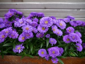 Lilla asters i rusten kasse