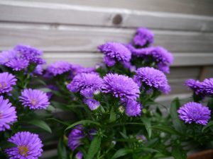 Lilla aster