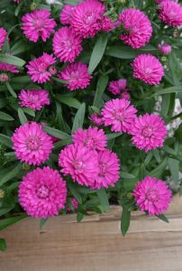 Asters