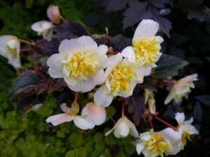 Begonia til sommerhagen