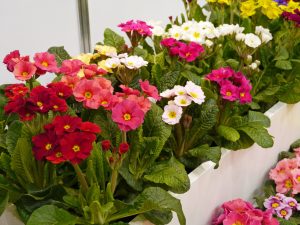 Aller herligste primula