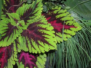 Praktspragle har nydelige fløyelsblader