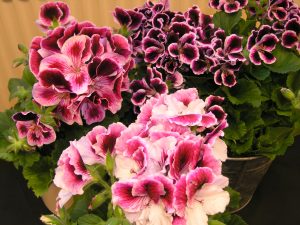 Engelsk pelargonia
