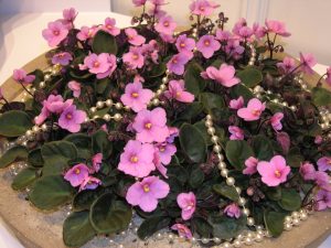 Festklar Saintpaulia, festklare blomster med perler